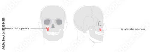 Levator labii superioris - Human facial muscle shown in anatomy chart, elevates the upper lip enabling snarling or showing teeth, essential in anatomy education and clinical settings