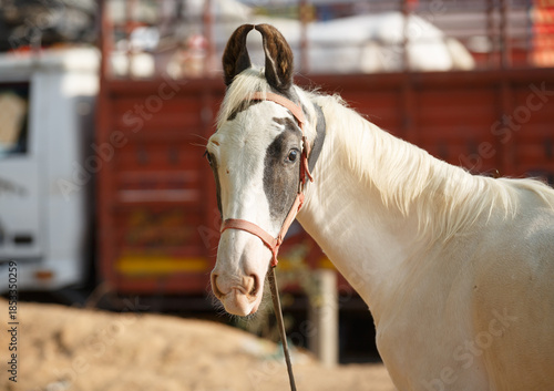 Bilde på lerret portrait of a marwari horse