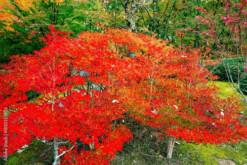 日田市西有田の紅葉