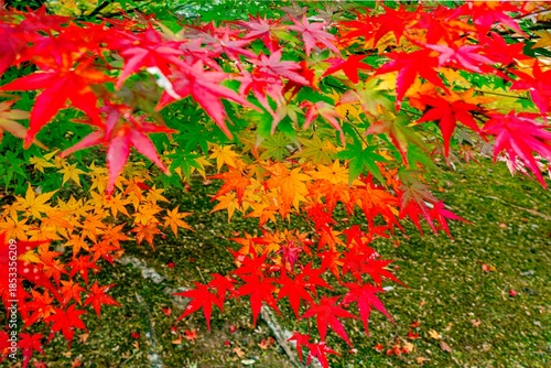 日田市西有田の紅葉