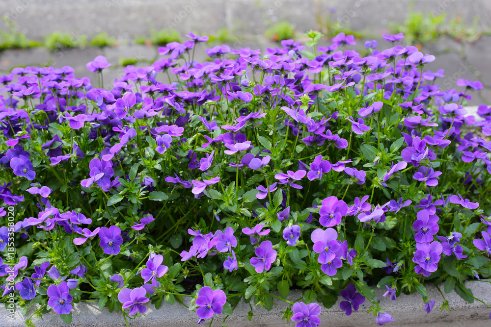 Obraz premium Purple pansy flowers in full bloom