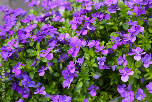 Purple pansy flowers in full bloom