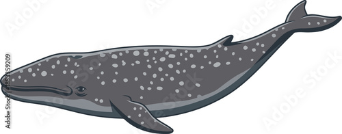 Photos Gray Whale  - Animal Character Illustration Isolated on Transparent Background