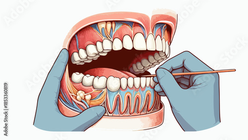 Dental Anatomy Model with Teeth and Gums Examined by Dentist, Detailed Medical Illustration
