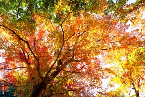 用作公園の紅葉