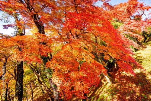 用作公園の紅葉