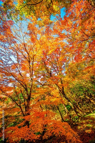 用作公園の紅葉