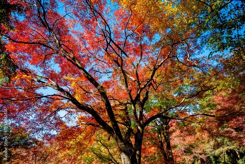 用作公園の紅葉