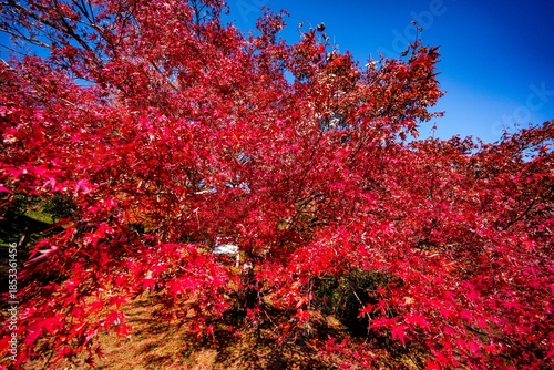 用作公園の紅葉