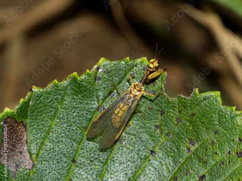 OLYMPMantispa japonica mantidfly camouflaged on a plant in its natural habitat photography not AI generatedUS DIGITAL CAMERA