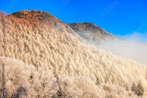 北アルプスの乗鞍高原の樹氷