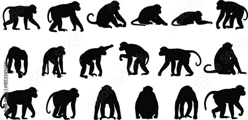 Monkey silhouettes collection set, primate walking sitting and climbing poses, wild jungle animal icons, black vector illustration for wildlife, nature, zoo design