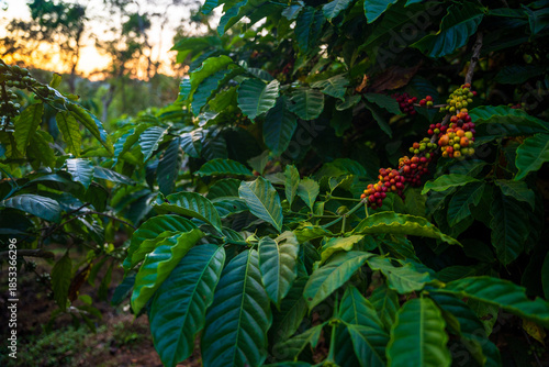 Foto Coffee plantation cultivation, Coffee bean business industry