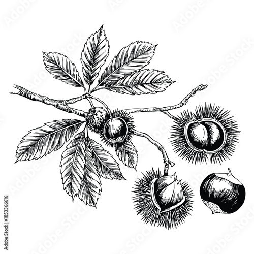 Chestnut set vector sketches on white background with branch and fruits botanical drawing vector sketch illustration perfect for botanical artwork packaging or design