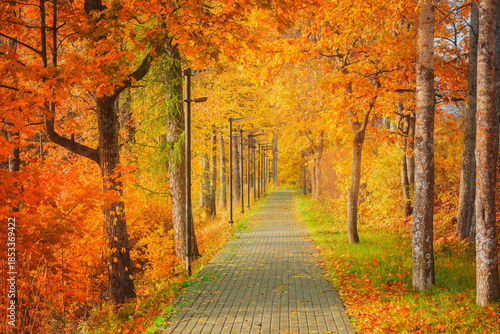 Trees by the path in the park.