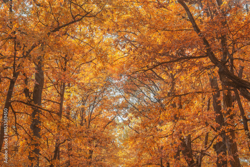 Leaves on the branches in the autumn park.