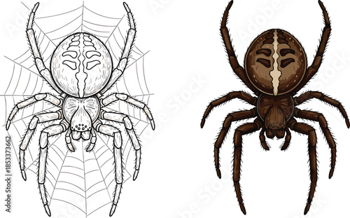 Detailed Hand Drawn Illustration of a Brown Garden Spider on a Web and Isolated for Nature Entomology and Halloween Design