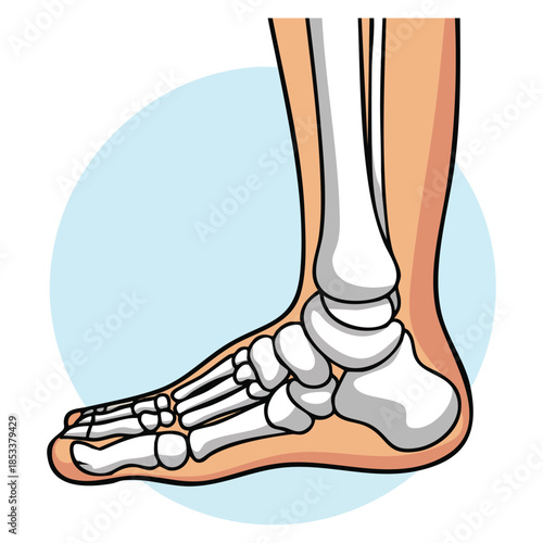 Foot with x ray bones illustration vector design showing skeletal structure anatomy medical reference human foot bone details and educational health themed artwork