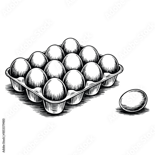 Fresh eggs in an egg box vector sketch illustration isolated on white background ideal for healthy food packaging culinary and cooking themed artwork