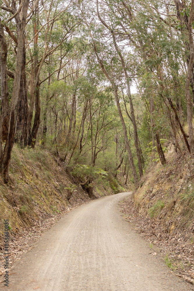 Fototapeta premium road in the forest