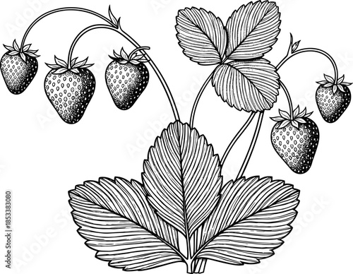 Hand-drawn botanical strawberry plant illustration with ripe berries, detailed leaves, natural garden elements,  