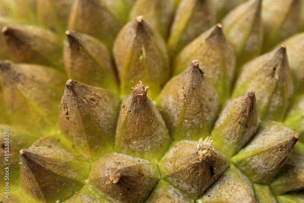 Fototapeta premium Durian fruit skin texture with sharp, brownish green thorns