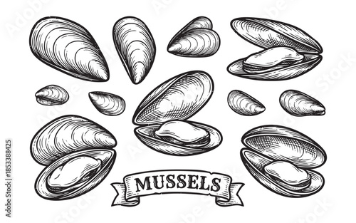 mussel set in vector retro style