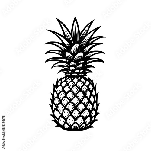 pineapple hand drawing illustration