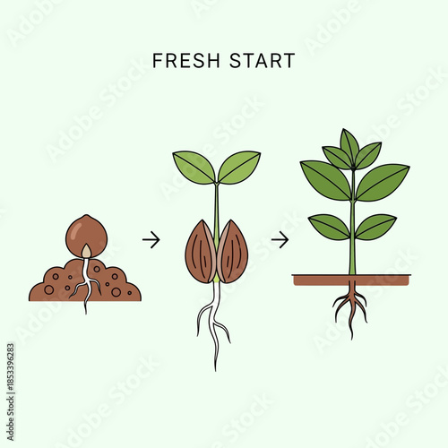 Plant Growth Stages: Seed to Sprout to Mature Plant, Fresh Start Concept