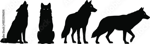 Black wolf silhouettes set showing sitting standing walking poses isolated on white background wildlife animal vector illustration design graphic collection