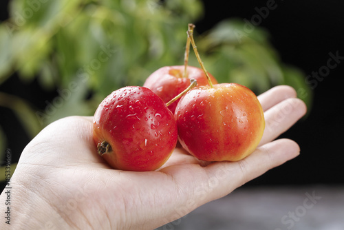 Fresh Red Cherries in Hand with Water Droplets