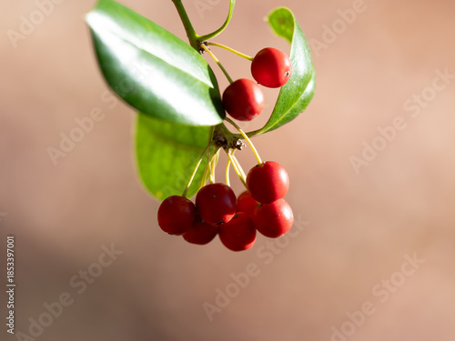 赤く熟すヤバネヒイラギモチの実
