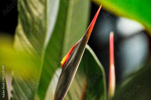 The bird of paradise flower 