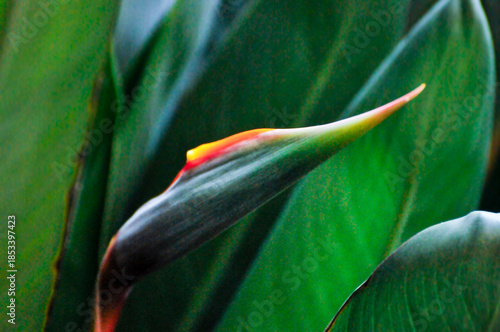 The bird of paradise flower 