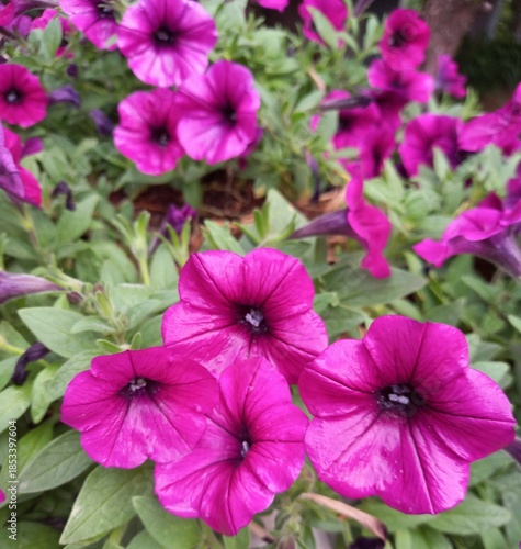pink flowers in the garden
