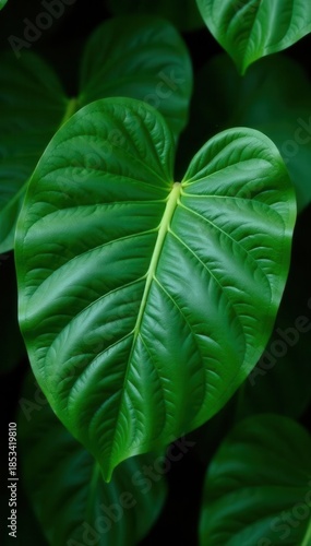 Intricate veined monstera leaf, rich green hues , vein, pattern, design