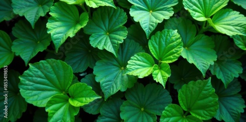 Intricate, verdant leaves, overlapping, tranquil scene , greenery, green, botanical illustration