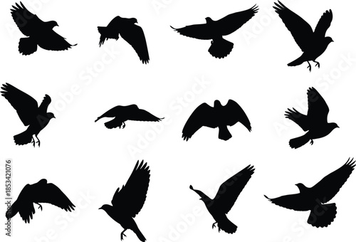 a collection of silhouettes depicts several birds in flight showcasing different wing positions and postures against a plain white background