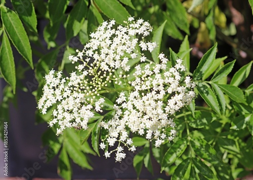 White flowers of a Common elderberry plant. Sambucus canadensis
