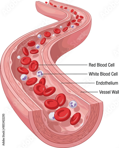 Cross Section of a Blood Vessel Showing Red and White Blood Cells Keywords: blood vessel, artery, vein, cross section, red blood