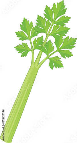 Fresh Green Celery Stalk with Leafy Tops on a White Background Keywords: celery, vegetable, food, healthy, green, fresh, raw