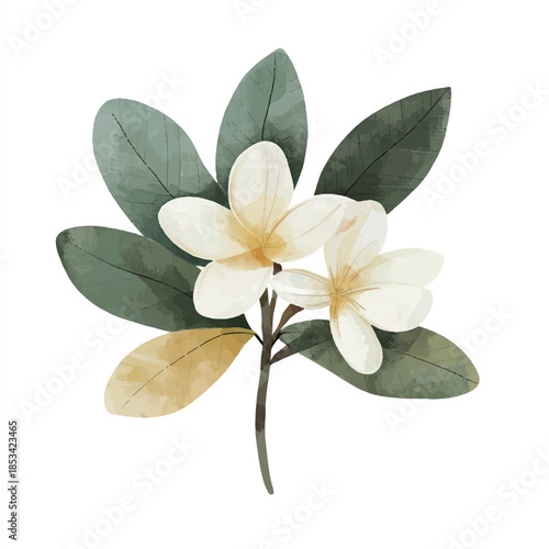 Two white plumeria flowers with green leaves on a white background.