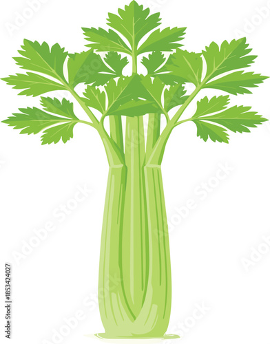 Fresh Green Celery Stalks With Leafy Tops on White Background vegetable food