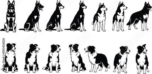 Monochrome Pet Dog Breed Vector Graphic Set, Including Sitting German Shepherd, Doberman Pinscher, Siberian Husky, and Border Collie Illustrations for Animal Products.