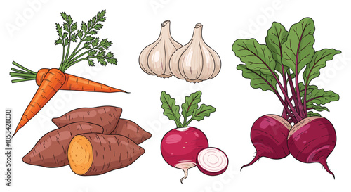 A set of hand-drawn, colorful root vegetables, including carrots, sweet potatoes, garlic, radishes, and beets. This fresh and healthy food vector collection is isolated on a white background.