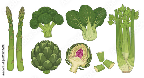 A set of detailed, hand-drawn green vegetables in a vintage engraving style, including asparagus, broccoli, bok choy, and artichoke. This healthy food vector collection is perfect for menus.