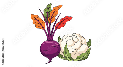 Colorful illustration of a fresh whole beetroot with leaves and a head of cauliflower isolated on a clean white background.