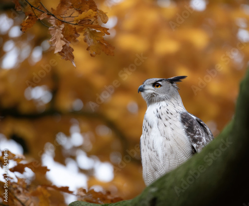 Wallpaper Mural Perched bird prey fall season birding seasonal tree branch owl wildlife animal nature forest autumn leaf brown leaves foliage colorful watching alert eye head beak feather natural light outdoors Torontodigital.ca