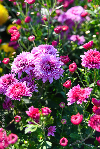 Blooming Korean chrysanthemum Okishor with pink purple flowers and red buds in a garden flowerbed.