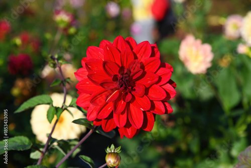 Close up of red decorative dahlia flower in full bloom with layered petals and rich color growing in garden natural light with soft background blur